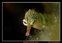 Scribbled Pipefish, Mabul Island, Borneo, Malaysia

Nik... by Kay Burn Lim 